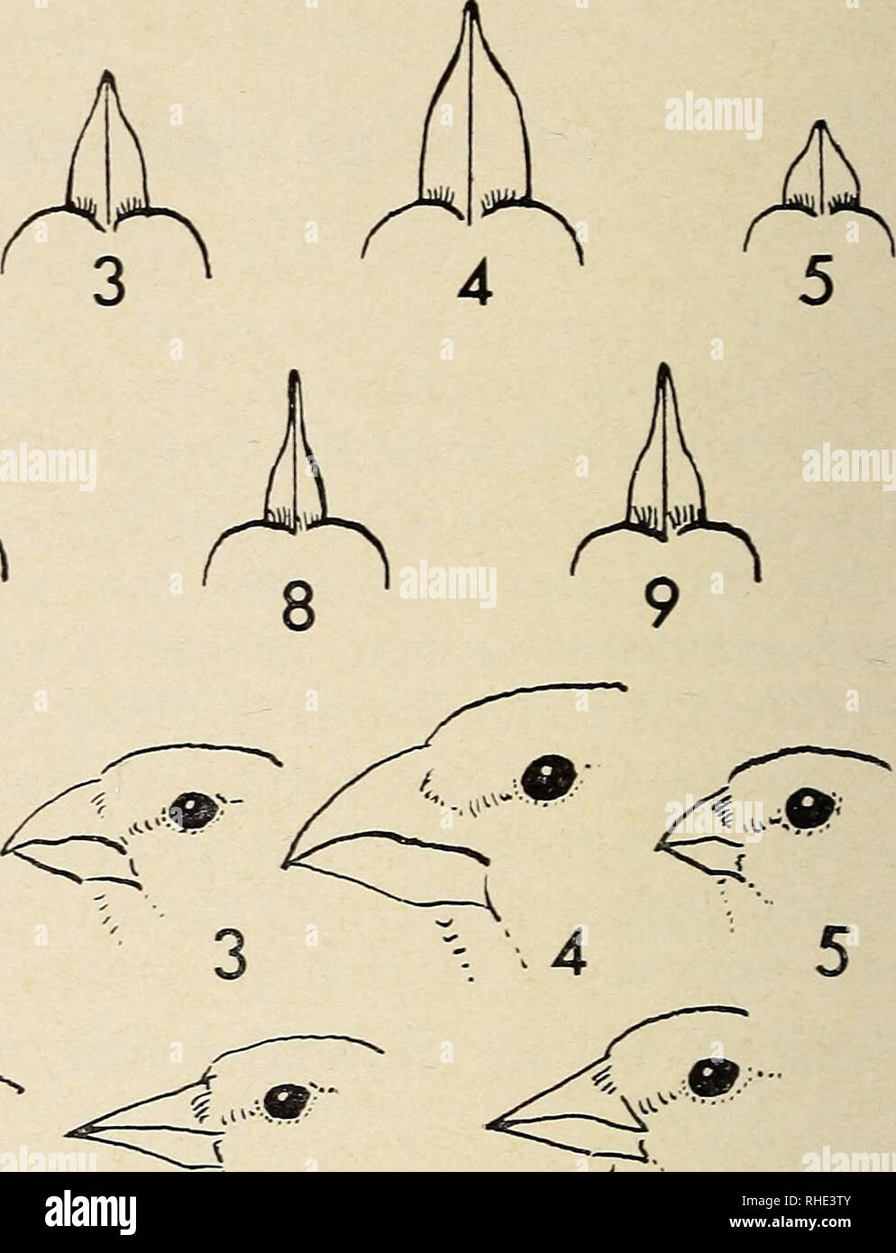 . Bonner zoologische Beiträge : Herausgeber : Zoologisches Forschungsinstitut und Museum Alexander Koenig, Bonn. Biologie ; Zoologie. 6 7 8 9 ABB. 1. Von Schnäbel Propyrrhula subhimachala (1), Chrysocorythus mindanensis (2), (3) Chrysocorythus estherae, Ochrospiza sulfurata (4), Serinus serinus Serinus (5), (6), citrinella Serinus thibetanus (7), Spinus spinus (8) und Chloris (Hypa- canthis spinoides) (9). (Nat. Gr.) (Mischtechnik : H. Heinzel.) merkmale bei estherae ; der Schnabel dieser Art wirkt wie ein dans gezogener mmdcmerisis-die Länge und der Schnabel, Unterschnabel zeigt hier keine deutliche Sch Banque D'Images