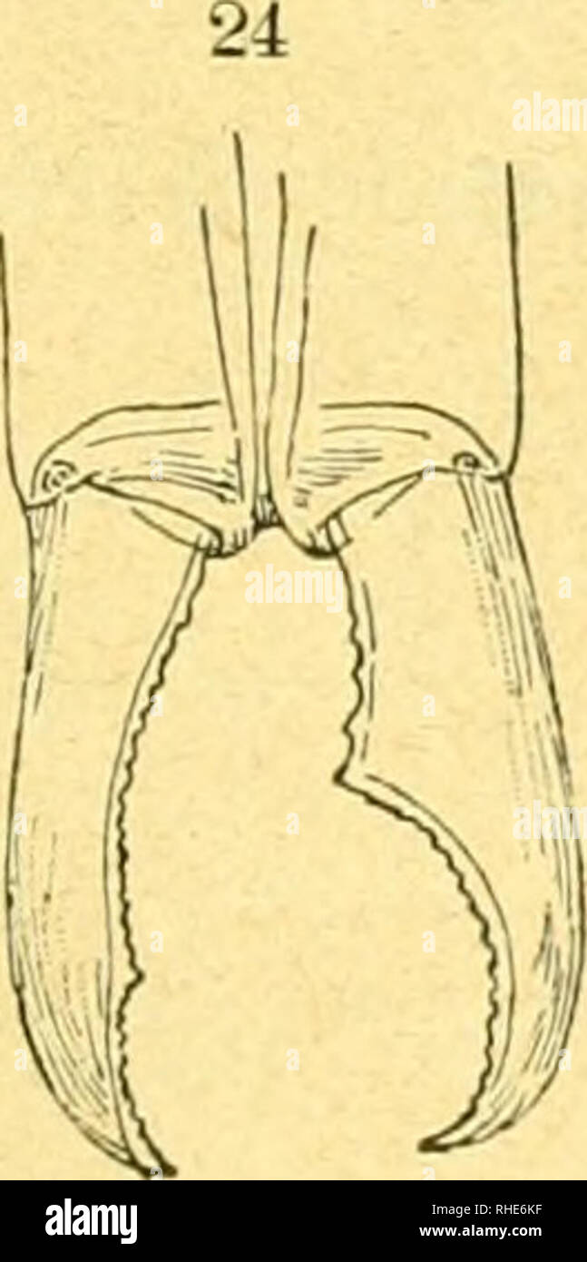 . Bulletin de la Società entomologica italiana. L'entomologie. - 217 - paucarum longarum tarum sat et setis brevibus nonnullis. Tergitum 7"'" postice utrinque arcuatim valde exoisum triangularibus- gulis, un acutis. Forceps (Fig, 24 ; sat longus et sam attenuatus, brachio dextero tuberculis tribus basa- libiis aucto et dente magno armato, deinde gradatim atte- nuato et arcuato tuberculis aucto de minimis, brachio sinistro toto gradatim attenuato et arcuato tuberculis minimis ba- : salibus et apicalibus non dente nec minimo, petite annonce approximato apicem, aucto. Long. corp. 12, lat. 1,5. Longtemps, l'ante Banque D'Images