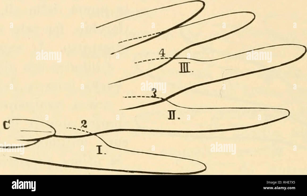 . Bulletin de la Società Adriatica di Scienze naturali à Trieste. - 74 - b) Cerchio facciale interrotto alla gola. L'angolo d'in- taccatura alla barba interna della prima remigante sporge considerevolmente (2-4 100.) dalla punta delle premier superiori copritrici delle ali. Intaccatura alle barbe esterne della seconda, remigante sporge oltre le copri visibilmente superiori trici-. La coda sorpassa di poco (al mas- simo 2 100. Je la punta delle ali. Terza remigante la più lunga, molto più lunga della quarta. Circus. cìneraceus. IV. Totanus ocliropus. Linn. l'IRO-piro culbianco rruvola XI, tig Banque D'Images