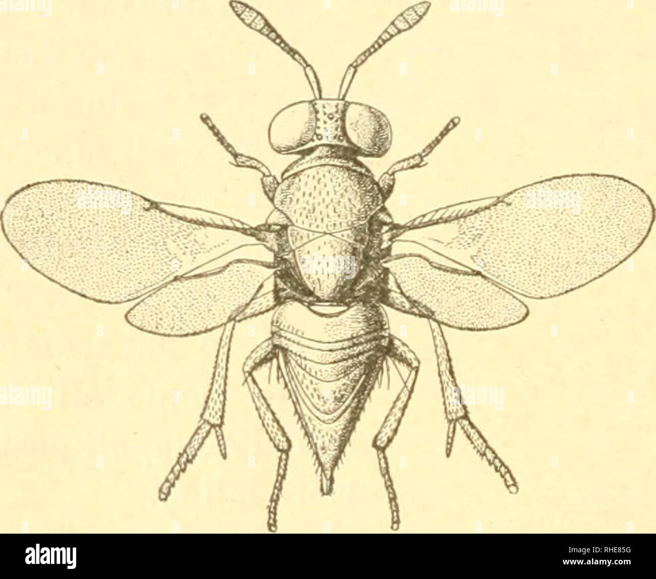 . Bollettino del Laboratorio di Zoologia generale e agraria della R. Scuola superiore d'agricoltura à Portici. Zoologie ; zoologie, entomologie économique ;. - 290 - Eupelinus afer Silv. Boll. Lab. Zool. R. Se. Agr. Portici IX (1914) , p. 202 , fig-. VI-VII. Cette espèce è parassita del Dacus oleae. Botliriothorax oleae sp. n. Femmina (Fig XLVI). - Corpo nero col capo azzurro scuro e il dorso dell' addome verdastro nero lucido, occhi Neri, l'antenne du collo scapo e gii derniers due articoli del funicolo di un'teri couleur d' ombra, pedicello nerastri e clava, primi 4 articoli del funicolo bruni ; zampe ner Banque D'Images