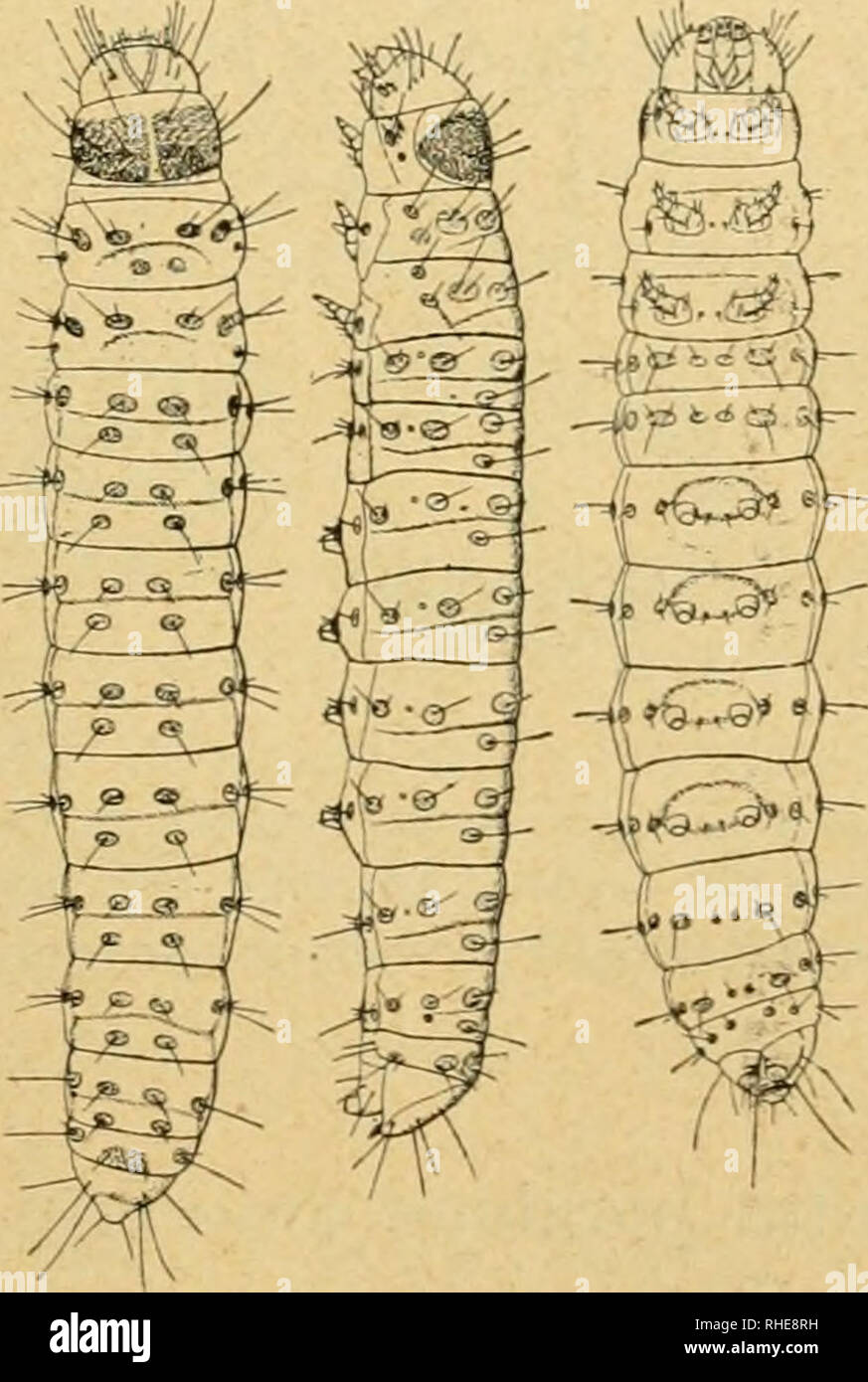 . Bollettino del Laboratorio di Zoologia generale e agraria della R. Scuola superiore d'agricoltura à Portici. Zoologie ; zoologie, entomologie économique ;. 12 3 4 5 6 Fig. XLVII. 1 à 3. Lavva neonata di fianco dorso, dal, dal ventre ; 4-H. larve adulta (iugrand ciuola..), verdastro, col e il castagno capo verde pronoto tendente al castagno. È lunga mm. 0,98-1,00 ed ha il capo largo 0,24-0,25 e l'ad- dome anteriormente 0,18.. Veuillez noter que ces images sont extraites de la page numérisée des images qui peuvent avoir été retouchées numériquement pour plus de lisibilité - coloration et l'aspect de ces illustrations ne peut Banque D'Images