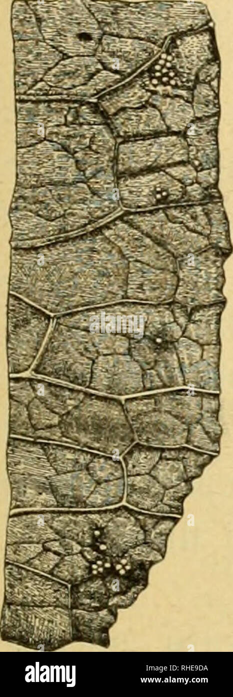 . Bollettino del Laboratorio di Zoologia generale e agraria della R. Scuola superiore d'agricoltura à Portici. Zoologie ; zoologie, entomologie économique ;. - 295 - Adulto. La Farfalla di questa espèce¨ attratta Ã molto da sostanze dolci, delle quali si ciba. Dans la région de estate, dopo 4-5 giorni dalla sua une fuoriuscita dal bozzolo comincia depositare le ova sulle foglie delle piante nutrici. Queste (Fig. XIII) non sono disposte a grandi croste, ma un grup- petti, sparsi di composti poche ovules chaque, 2-11, perlopiÃ¹ si trovano ovules certaines anche af- fatto isoler. Le nombre de leurs ovules, che ciascuna femmina depone, Banque D'Images