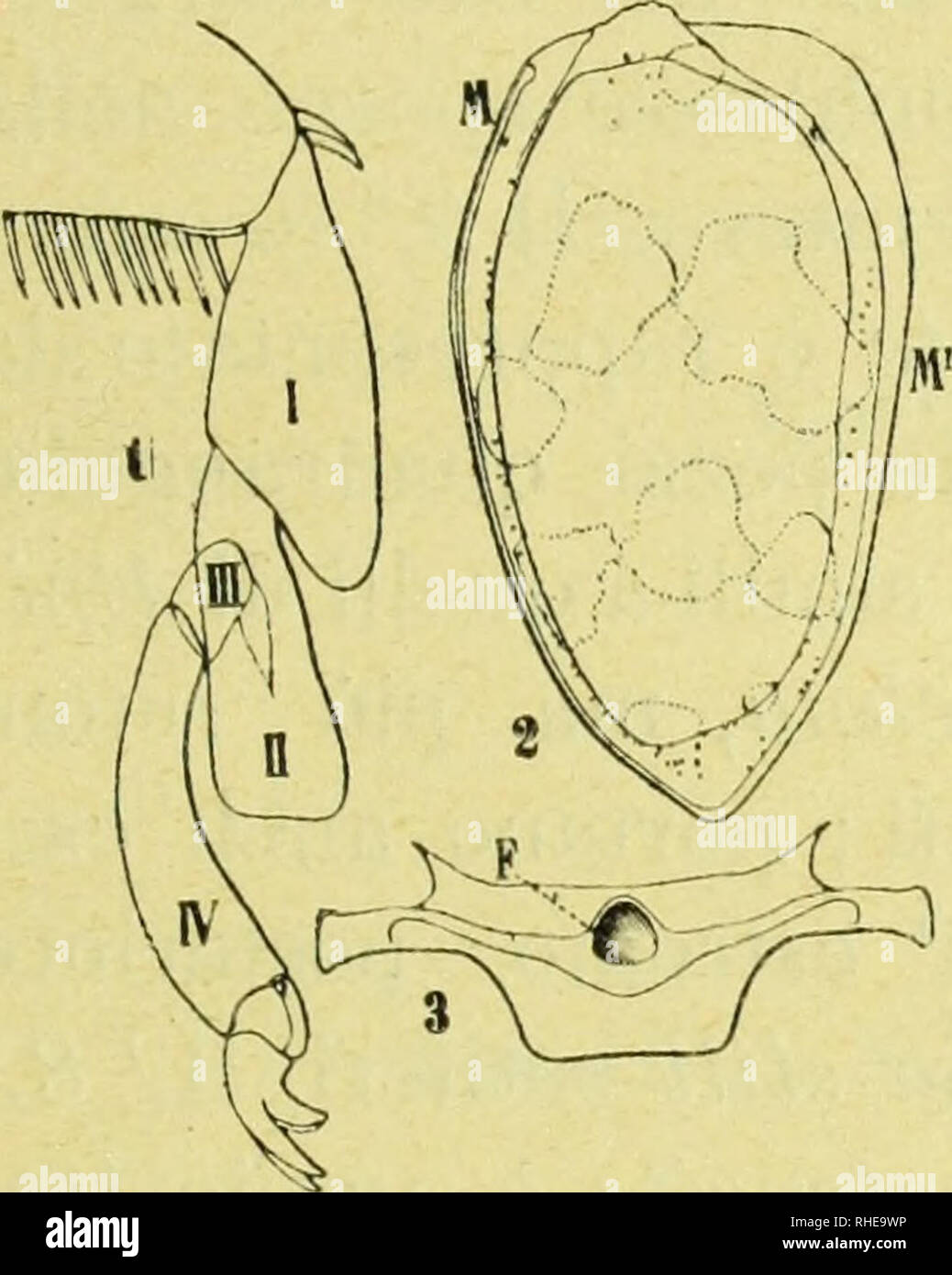 . Bollettino del Laboratorio di Zoologia Generale e Agraria. L'entomologie. - 297 - (Fig. XX, 1). Poco sviluppato in lunghezza, labyrinthe membraneux, glabro, visibile dans piccola parte, dorsalmente dans gran parte anteriore nascosto sotto il margine della fronte. Mascelle del f,Â° paio (Fig. 21, 1) nella loro conformazione fondamentale costituite viennent dans Epilachna. L7 ultimo articolo del¨ Ã palpo meno decisa, mente securiforme ed ha il margine interno assai piÃ¹ lungo. Il lobo externe et affiche le¨ Ã un po'meno sviluppato, quello interno Ã¨ piÃ¹ allungato. Le setole inserite lungo il margine interno del lobo extérieur e nel Banque D'Images