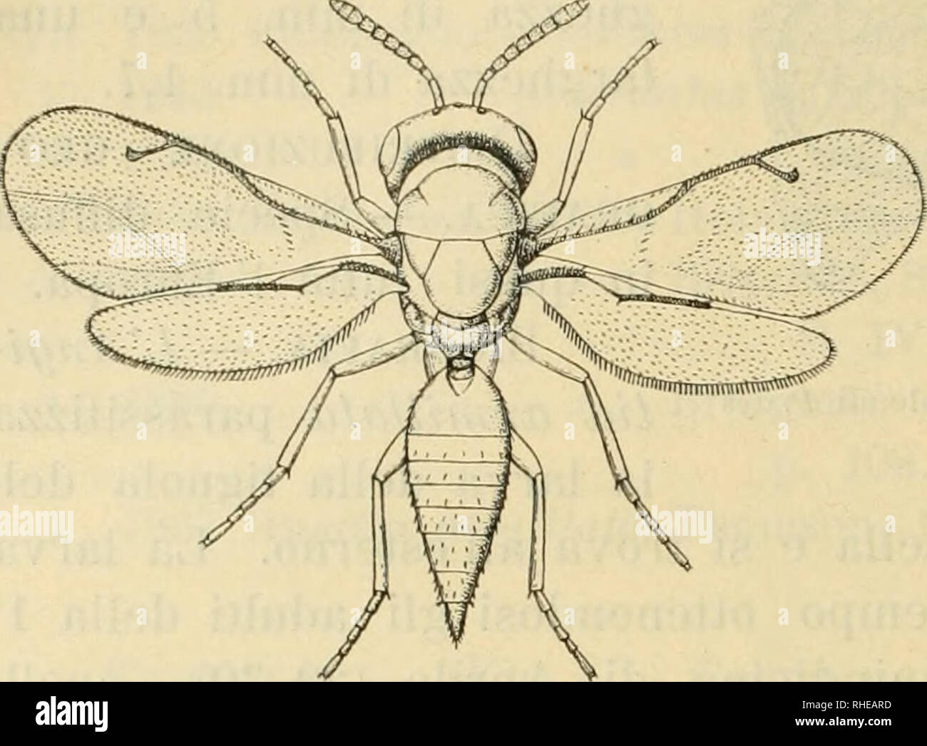 . Bollettino del Laboratorio di Zoologia generale e agraria della R. Scuola superiore d'agricoltura à Portici. Zoologie ; zoologie, entomologie économique ;. 100 -. Dlstinguendus Habrocytus Masi Femmina (Fig. 67) Capo grigio-verdastro ; l'antenne du pedicello giidlo scapo e con-bruni, ed il l'esto di esse un poco più scuro. Couleur Torace di bronzo eccetto il metanoto , che è un^erde. Primo segmento dell' addome e parte basale del sesto az--verdastri zurro- mente supérieure, il resto dell'addome osso-je rame. E Femori tibie dans gran parte vei-de scuri o bruni, giallo scuri nel resto, venez je pur tarsi che hanno Banque D'Images