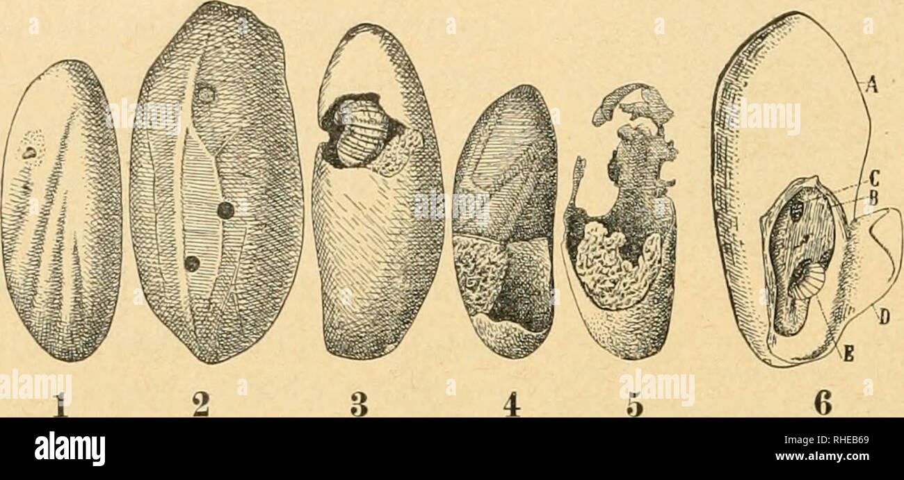 . Bollettino del Laboratorio di Zoologia generale e agraria della R. Scuola superiore d'agricoltura à Portici. Zoologie ; zoologie, entomologie économique ;. - 464- - un'oliva talora due e anche tre larve nouveau-né ; forse un sutÃ¼ciente¨ Ã non seme nutrire en raison d'une larve. Le larve [nate, venir si Ã¨ detto alla fine di luglio o nella prima di agosto nutrendosi metÃ delia mandorla, cominciano pletamente com Devenez un svi- luppate- verso la fine di settem- bres (nel 1911 os- servai la prima larve fuoriuscita olive dalle il 20 settembre e a- perte altre altre che vidi olive 4 larve avevano cominciato a fo- r Banque D'Images