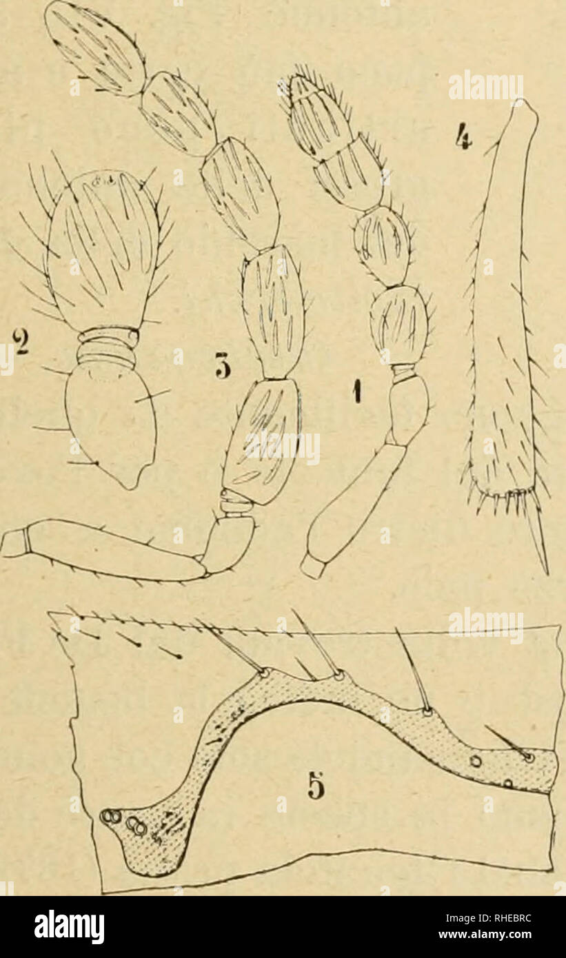 . Bollettino del Laboratorio di Zoologia generale e agraria della R. Scuola superiore d'agricoltura à Portici. Zoologie ; zoologie, entomologie économique ;. - 131 - delle ova di Attelabus. Di 334 di bariletti Attelahus raccolti jalla amende di Maggio il esaminati ed 15 Giugno furono trovati 80 sani, 205 con un fuoriuscita Poropoea buco di di, 29 con due e buchi 20 con tre", buchi inoltre dentro di essi si trovavano aussi certaines uova con larve di Poropoea della 2* generazione (dans 20 bariletti furono trovate 3 ovules con dette larve). Poropoea Defllippii (Rond. in litt.). 1852 OpJiiotieurus sp. De Fi Banque D'Images