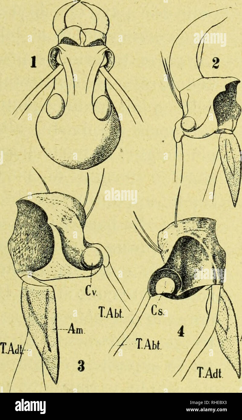 . Bollettino del Laboratorio di Zoologia Generale e Agraria. L'entomologie. Â 75 â metÃ superiore, irregolarmente diritto dans quella inferiore, nel li- mite di queste due parti rialzato une smussata arrotondata ; punta e parte apicale interne ad angolo terminante. appuntito Faccia dor- sale con un'estesa debole concavitÃ subcentrale che giunge fino alla base e colle altre parti une superficie irregolarmente concava o rilevata venir nella fÃ¬g. 2, 4 ; condilo semicir spurio, grande- colare con zona periferica concava e con zona centrale piatta, debolmente depressa nel mezzo. Faccia ventrale forte con con- Banque D'Images