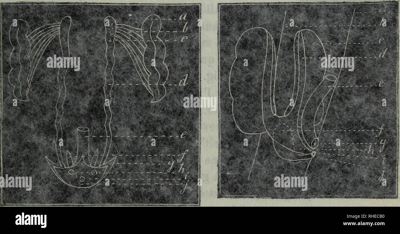 . Bollettino della SocietÃ Adriatica di Scienze Naturali à Trieste. Negli altri pesci le ovaje raison rappresentano nastri (Fig. 4) piÃ¹ o meno piegati ambidue sospesi, da i lati dell'intestino alla Fig. 4 parete dorsale della cavitÃ addominale, come la troviamo negli storioni, salmoni ed anche nelle anguille. "Le- uova da queste ovaje staccandosi mature nella cavitÃ addominale sortono traverso, une Onu foro che sbocca tout' extérieur dietro 1' ano. Anche gli organi maschili dei pesci, rotija spermatici volgarmente testicoli organi chiamati, j'quali producono lo sperma, cioÃ¨ : ONU liquido contenente de Banque D'Images