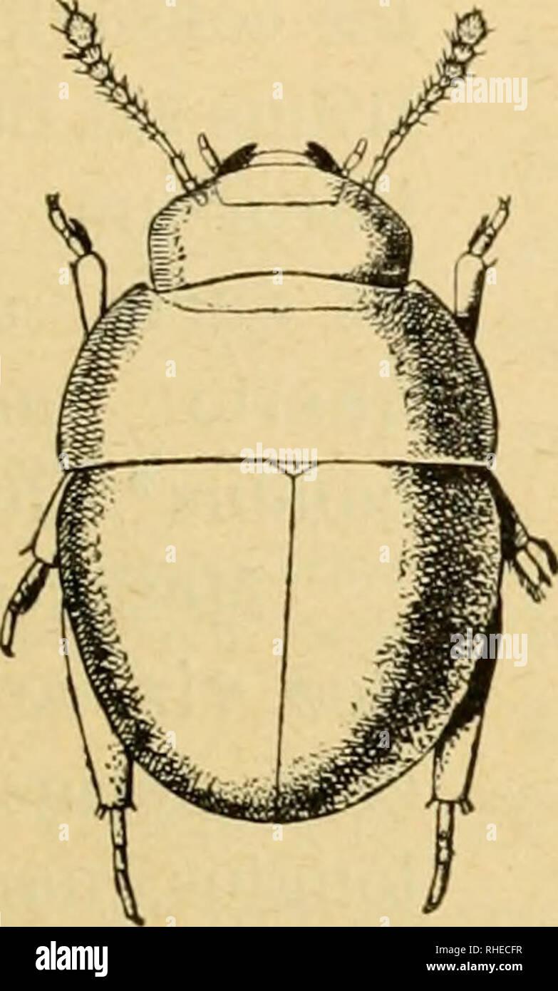 . Bollettino del Laboratorio di Zoologia generale e agraria della R. Scuola superiore d'agricoltura à Portici. Zoologie ; zoologie, entomologie économique ;. - 67 - Io ne raccolsi varii individui nel nido della Tì-igona cupira presso Jalapa. Si par aggiravano Essi je toccati favi e tr ferma- vano, si contraevano ritiravano zampe e e antenne assumendo quasi una forma. emisferica Questa posizione di difesa li protegge certamente molto bene anche dagli attacchi delle Trigone. Quanto alla descrizione del genere, Parabijsius Portevin (1) debbo notare che è vero che le ad art. : ELITER occhio nedo ed un ing piccolo Banque D'Images