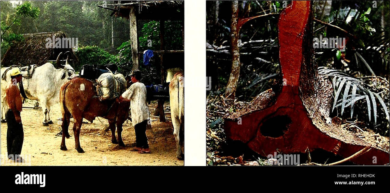 . Bolivie : Pando, Río Tahuanmanu. Histoire naturelle ; la conservation de la faune. Fig. 4E - Les boeufs utilisées de façon saisonnière pour transporter les noix du Brésil à partir de camps forestiers aux dépôts riverside/not Bueyes durante la temporada para las transportar castañas de los Ronda del Bosque a los depósitos del río Fig. 4F - arbre abattu pour la nouvelle route d'exploitation/Arbol tumbado para el nuevo camino maderero crédit photo : Figures 3A - 3F, R. Foster ; 4A, 4B, 4D, C. Sodaro ; 4C, 4E, T. Schulenberg ; 4F, W. Alverson. 00:16 JE BIOLOGICA RAPIDE !. Rapport stocks/RAPPORT N° 1. Veuillez noter que ces images sont extraites d'un balayage pa Banque D'Images