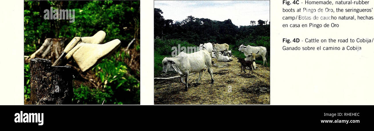 . Bolivie : Pando, Río Tahuanmanu. Histoire naturelle ; la conservation de la faune. Fig. 4A - tronc d'un arbre en caoutchouc (siringa), incisé pour extraire/ sap árbol de del Tronco, con incisiones Siringa para extraer el látex Fig. 4B - conversion des forêts dans la región Tahuamanu ; Brésil-arbres laissés sur pied sont tués par les pneus. / Bosque de conversion en la región de Tahuamanu ; árboles de castañas aún vifs morirán une causa de incendios subsequentes.. Veuillez noter que ces images sont extraites de la page numérisée des images qui peuvent avoir été retouchées numériquement pour plus de lisibilité - coloration et l'aspect o Banque D'Images