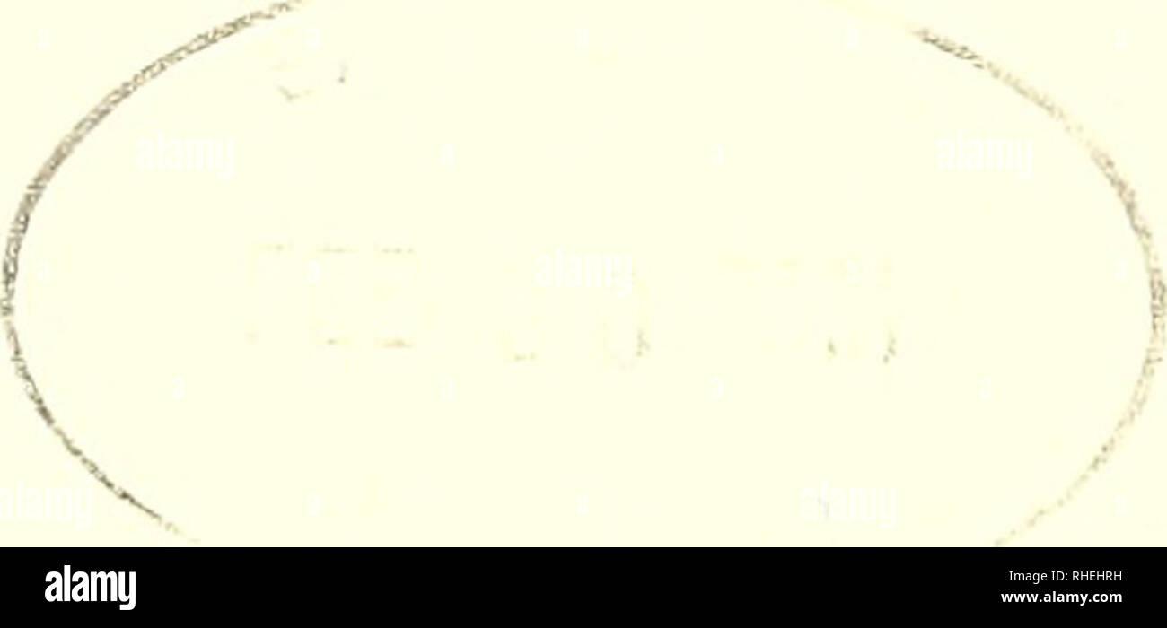 . Bolivie : Pando, Río Tahuanmanu. Histoire naturelle ; la conservation de la faune. • Participants OA CONTENU A7 Annexes 06:48 profils d'organisation 1. Espèces de plantes vasculaires 10 Remerciements enregistré pour le projet de réserve écologique de Tahuamanu lAf 11 l'Urne. O-.  , -I -^O Pourquoi randor : 66 2A. Espèces d'amphibiens et reptiles 17 17 19 Aperçu des résultats Profil écologique déduite de l'impact humain de l'histoire:68 enregistrée pour le projet de réserve écologique de Tahuamanu 2B. Espèces d'amphibiens et reptiles dans une collection faite par Oscar Teran à partir de 20 espèces d'arbres d'importance économique l'imméd Banque D'Images