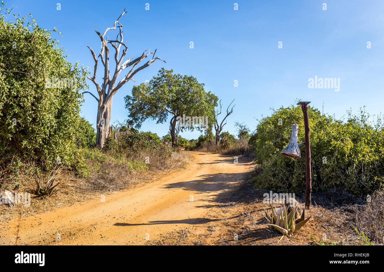 Les plaines de savane incroyable paysage et route safari au Kenya Banque D'Images