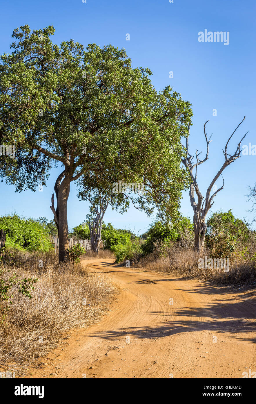 Les plaines de savane incroyable paysage et route safari au Kenya Banque D'Images