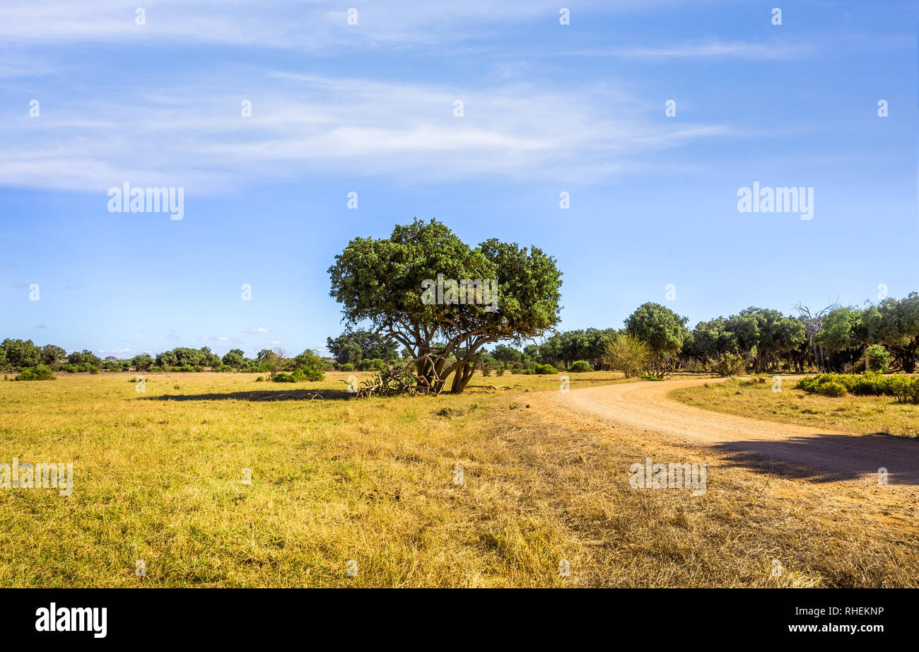 Les plaines de savane incroyable paysage et route safari au Kenya Banque D'Images