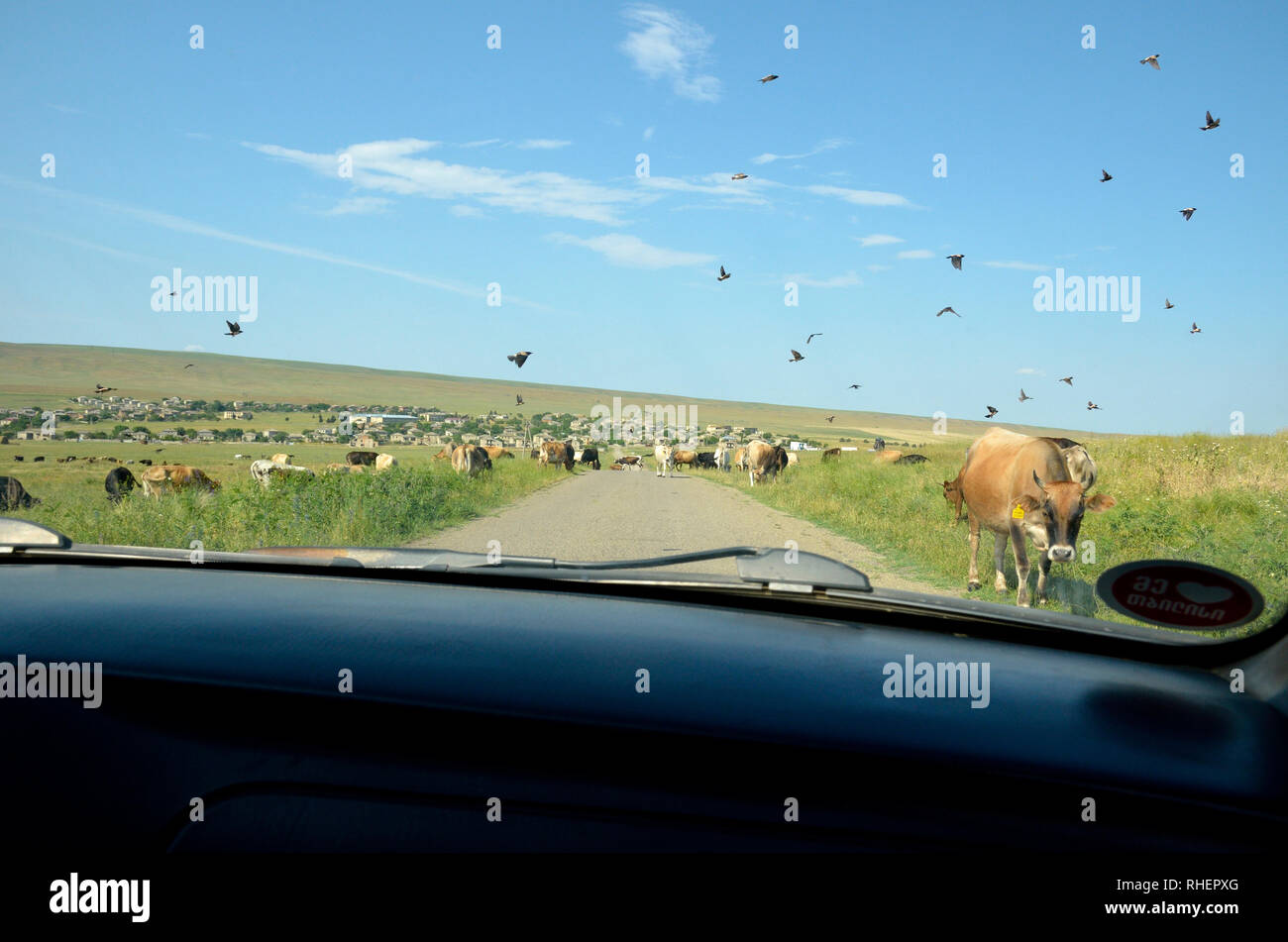 Vue depuis la fenêtre de la voiture sur l'Udabno avec la vache et les oiseaux, Géorgie Banque D'Images