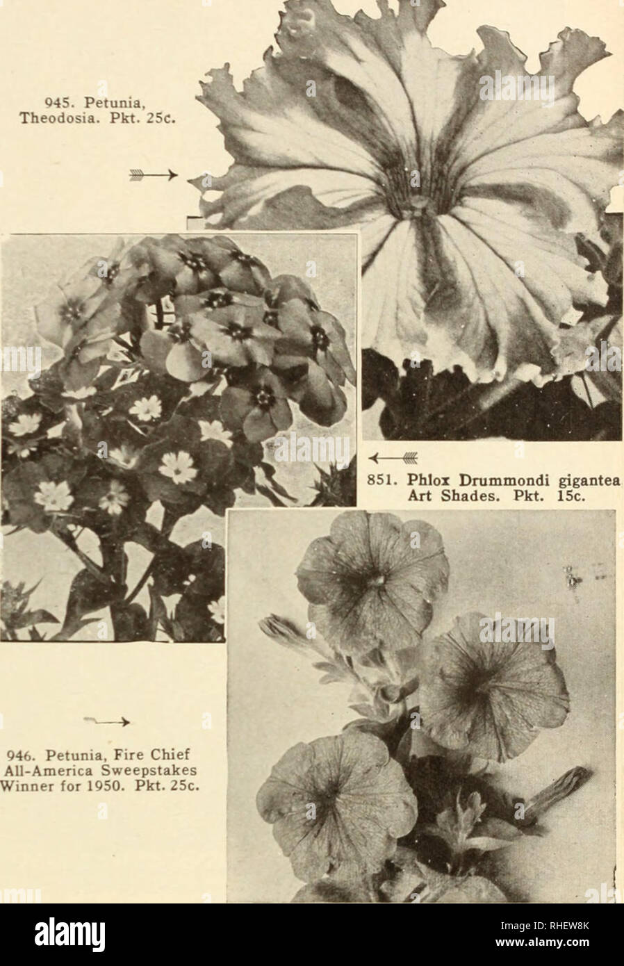 . Bolgiano's capitol city seeds. Pépinières (Horticulture) ; catalogues de bulbes (plantes) ; Catalogues Catalogues légumes ; outils de jardin ; Catalogues Catalogues de graines. Les pétunias HYBRIDES F 951. Ballerine. Gagnant All-America. larpe délicatement frangé. b - nion-rose. Compact, 12- 952. La Paloma. angle bordées fleur blanche d'edding ou pts. Pkt. 50c 950. Médaille d'argent. Mi-America gagnant. Saumon riche â -. Dans Ixirne prolusion. grande plante buissonnante 1 pieds de hauteur. Pkt. 50C. 953. Tango. IVep rouge-saumon, bordée de fleurs. Très ^t en fleurs plantes abondamment, Pkt. 50C. Contreplaqué LISSE SIMPLE GÉANT PÉTUNIAS 833. La fierté de l'Elk nain. Banque D'Images