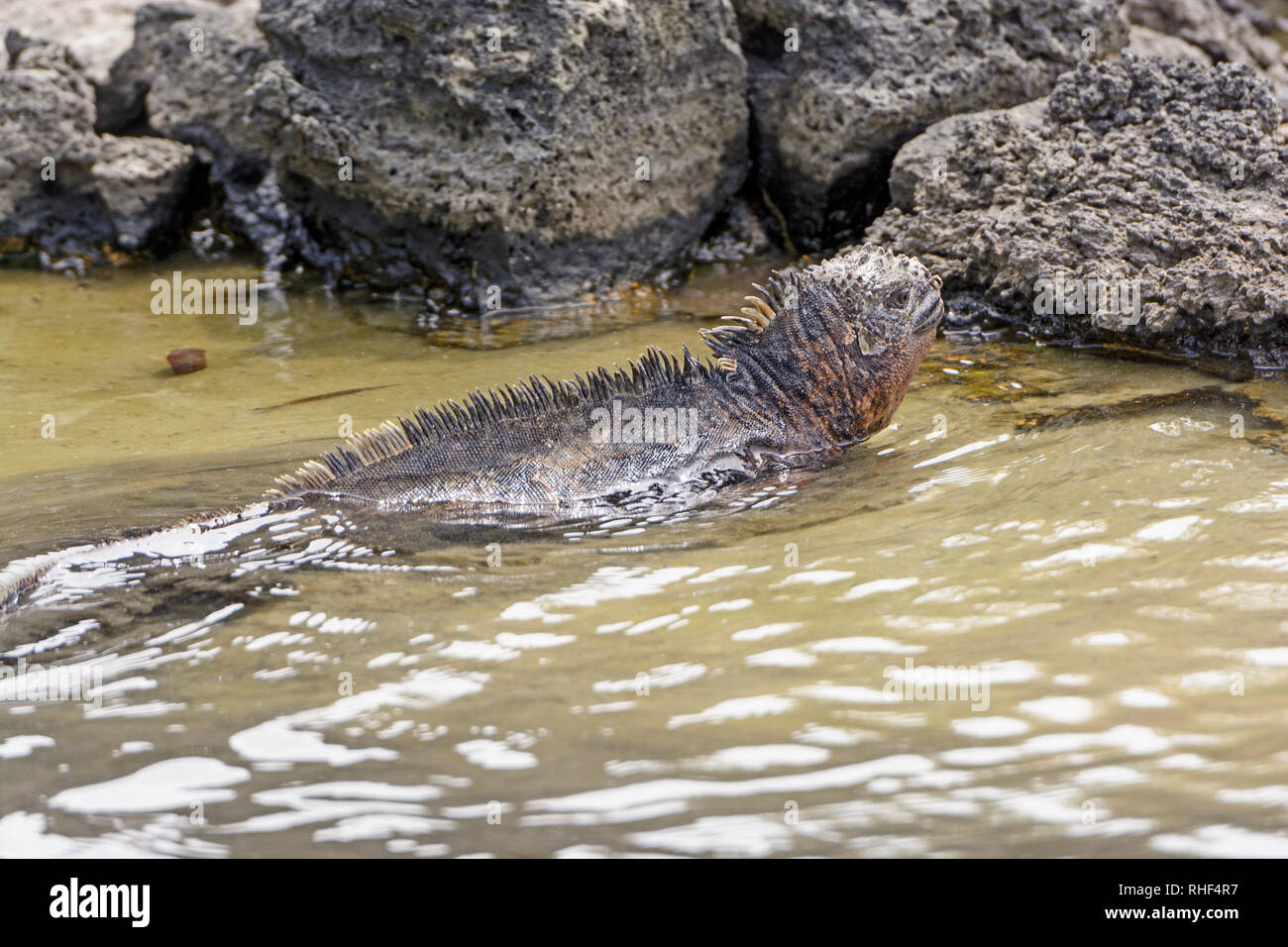 Iguane marin nageant dans une lagune côtière sur l'île Santa Cruz de Galápagos Banque D'Images