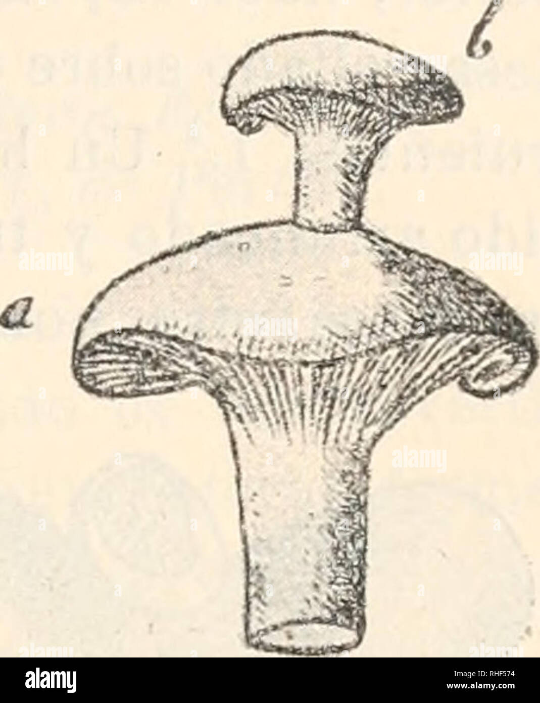 . Boletín de la Sociedad Española de Historia Natural. L'histoire naturelle. DE HISTORIA NATURAL. 99 interesante y digna de estudio. Bajo este concepto hemos creí- ne del caso dar á conocer á la Sociedad los dos ejemplares de parasitismo fung'uícola urados, fig*en los dibujos adjuntos. En la fig'ura adjunta, un sorabrerito repré el de un hong-o denominado normal, seg-ún la persona que lo- tró Escarlet encon, blanchir, en esta región. No hemos podido minar- su filiación científica por falta de ocasión de estudiarlo personalmente, y en estos momentos ignoramos dónde habrá ido á parar el ejemp Banque D'Images