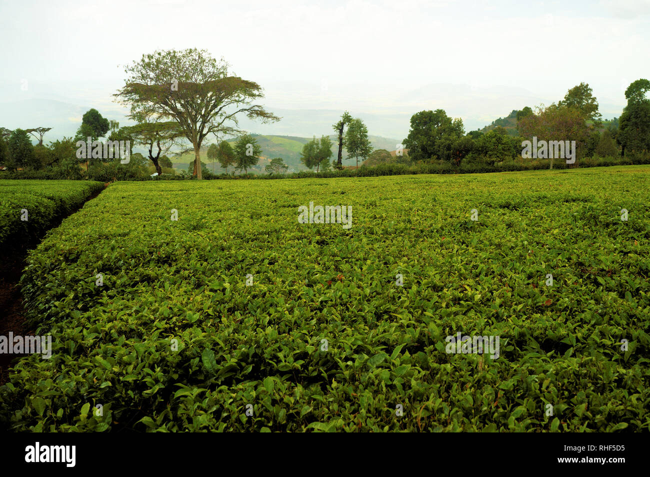 Théiers sur une plantation de thé au Kenya Banque D'Images