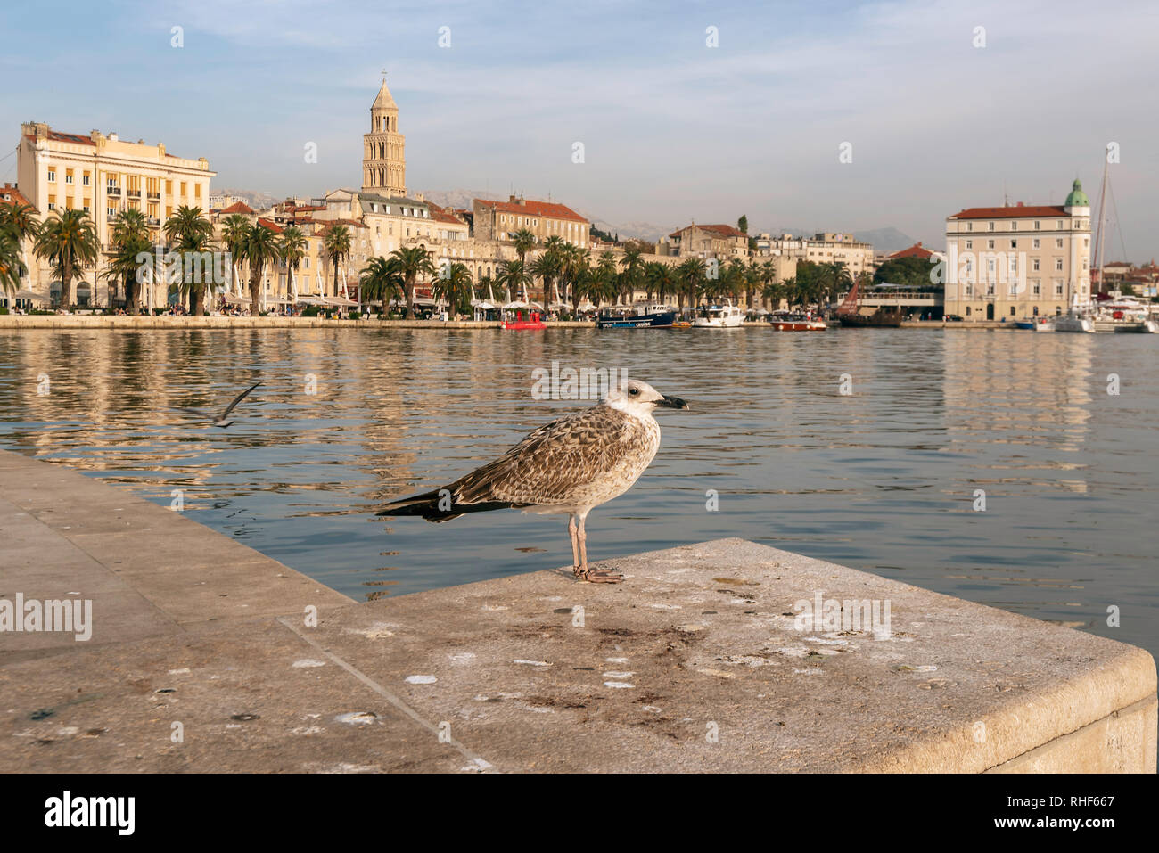Une Mouette donne sur le port de Split, Croatie Banque D'Images
