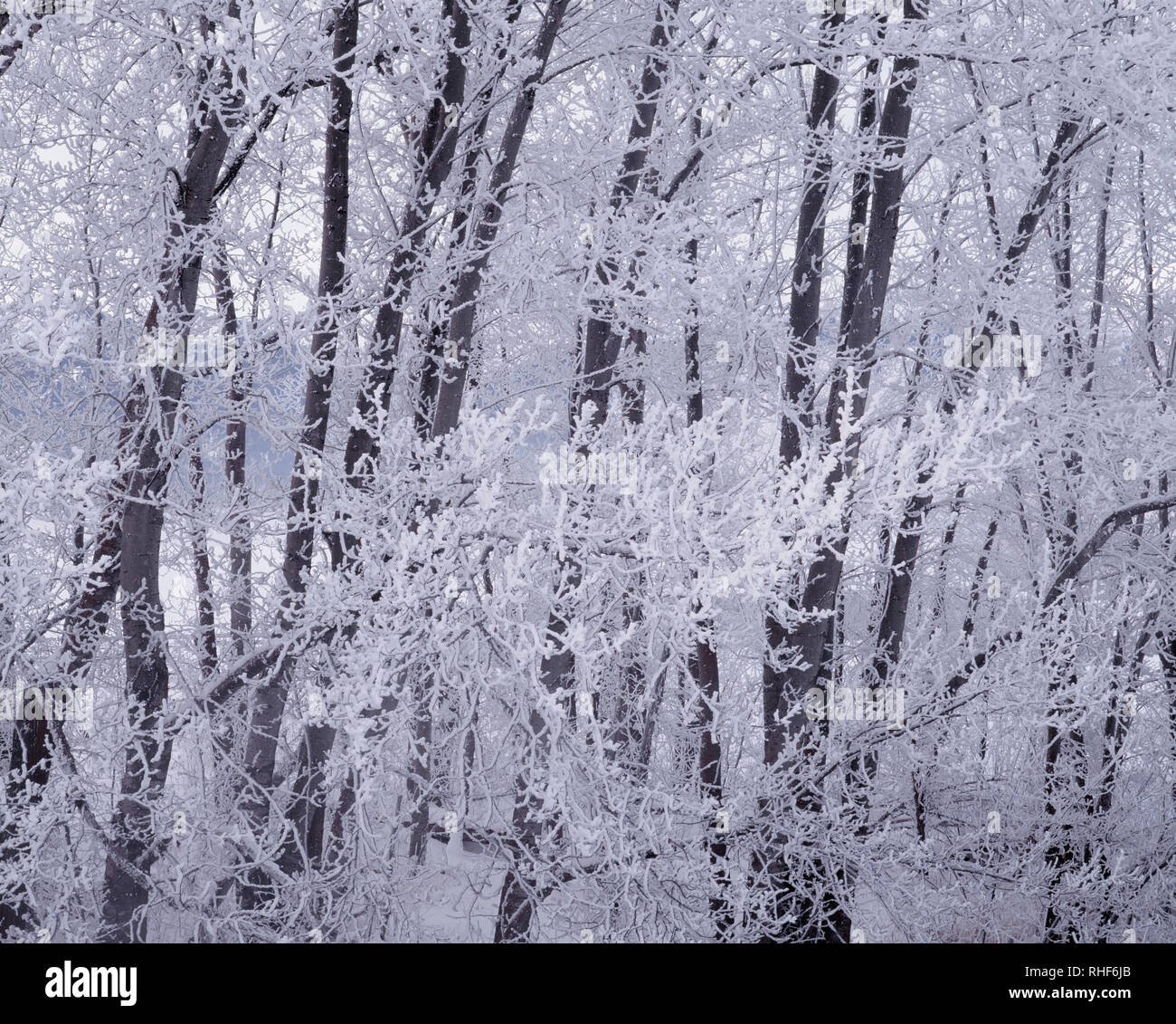 USA, Ohio, Wallowa Comté, recouvert de givre fortement trembles sur un matin glacial. Banque D'Images