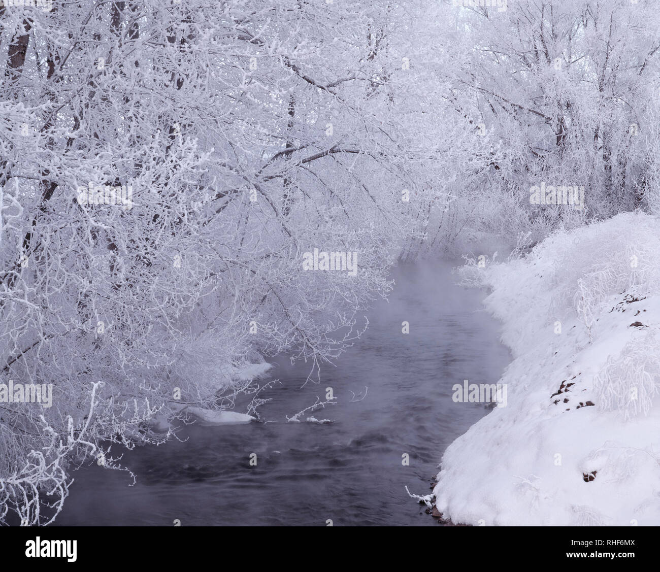 USA, Ohio, Wallowa Comté, arbres et arbustes recouverts de gel au-dessus de la Prairie Creek. Banque D'Images