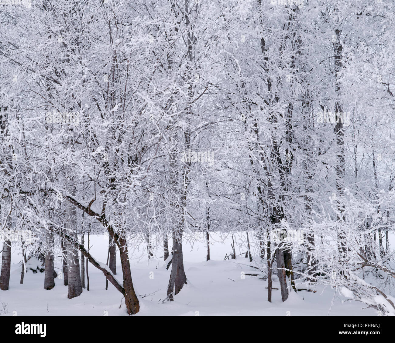 USA, Ohio, Wallowa comté, le gel et la neige aspen grove. Banque D'Images