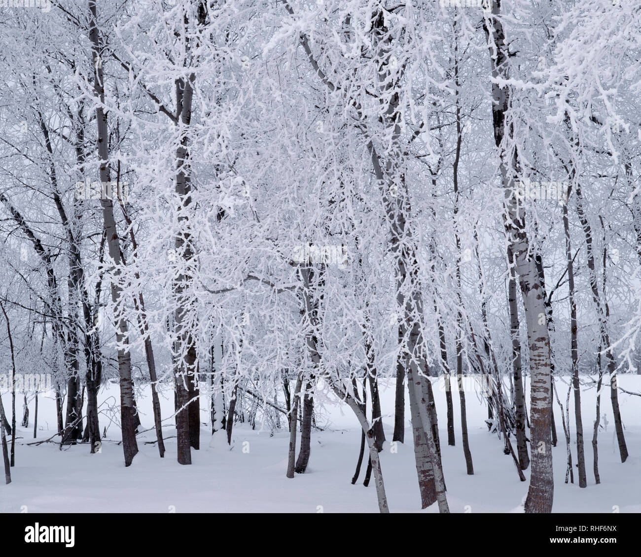 USA, Ohio, Wallowa comté, le gel et la neige aspen grove. Banque D'Images