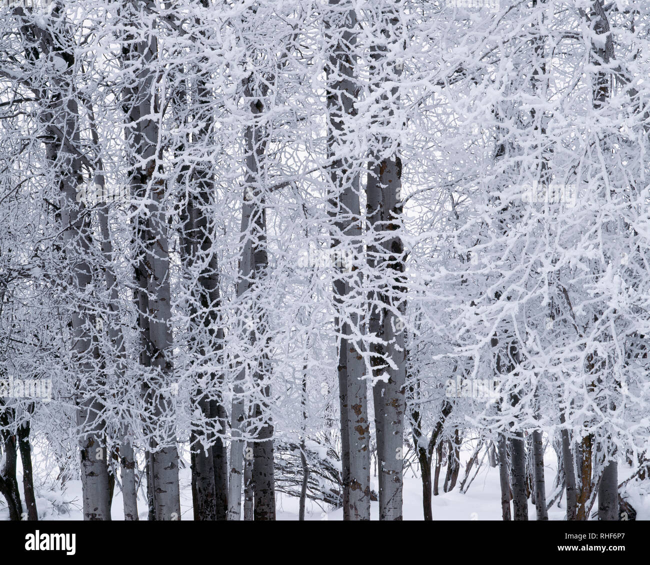 USA, Ohio, Wallowa comté, le gel et la neige aspen grove. Banque D'Images