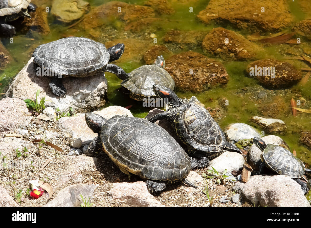 Les grandes tortues se prélassent sur la rive en pierre du lac au zoo. Banque D'Images