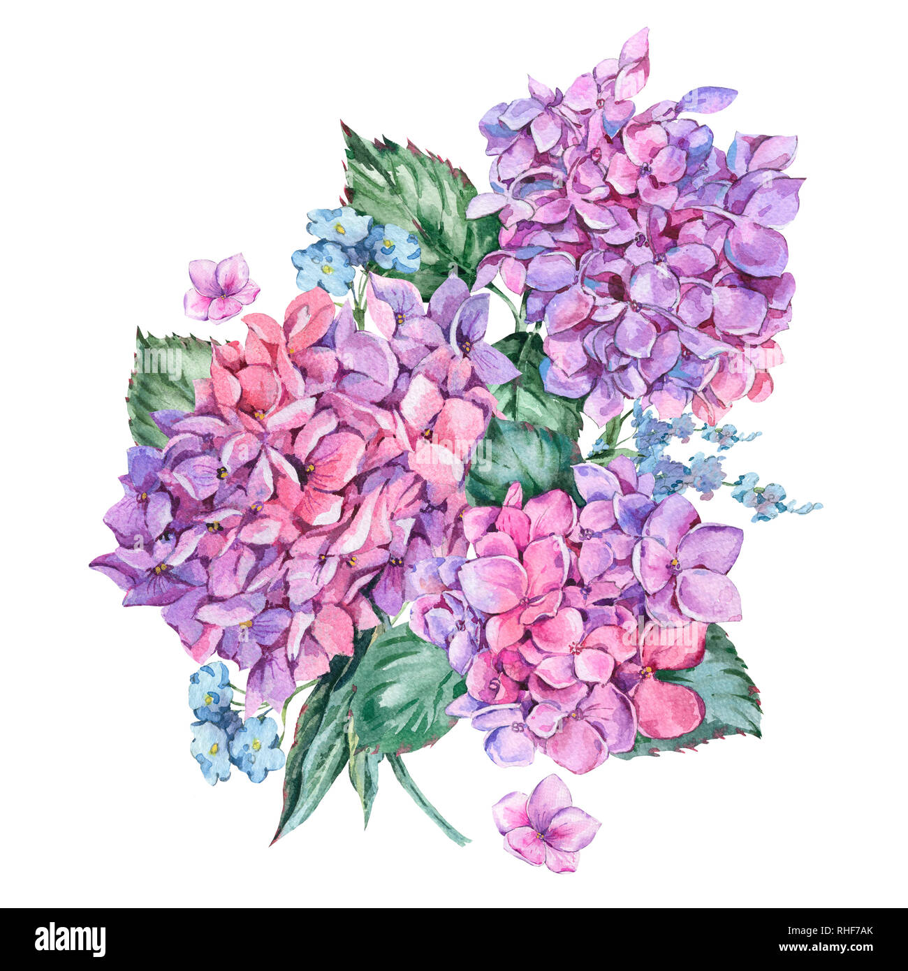Aquarelle d'été vintage avec cartes florales Fleurs Hortensia, hydrangea naturel botanique Aquarelle illustration isolé sur blanc backgrou Banque D'Images