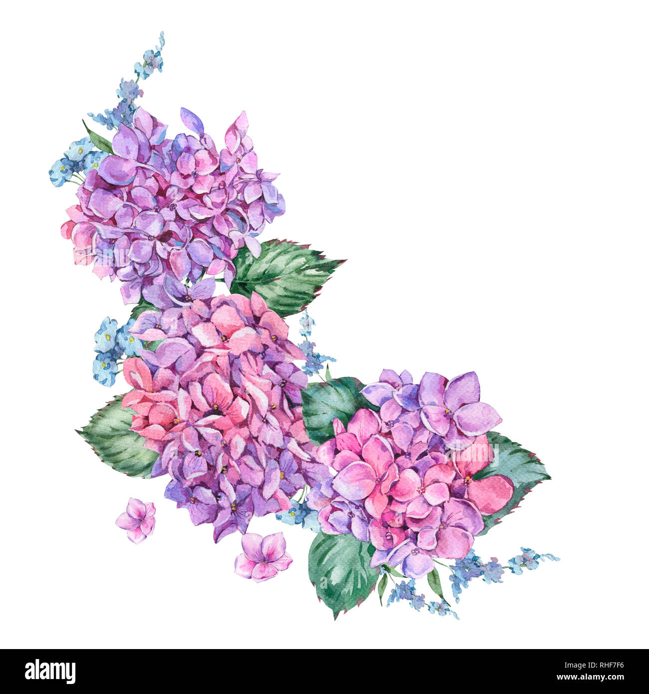 Aquarelle d'été Vintage couronne de fleurs de fleurs de l'hortensia, hydrangea naturel botanique Aquarelle illustration isolé sur fond blanc Banque D'Images