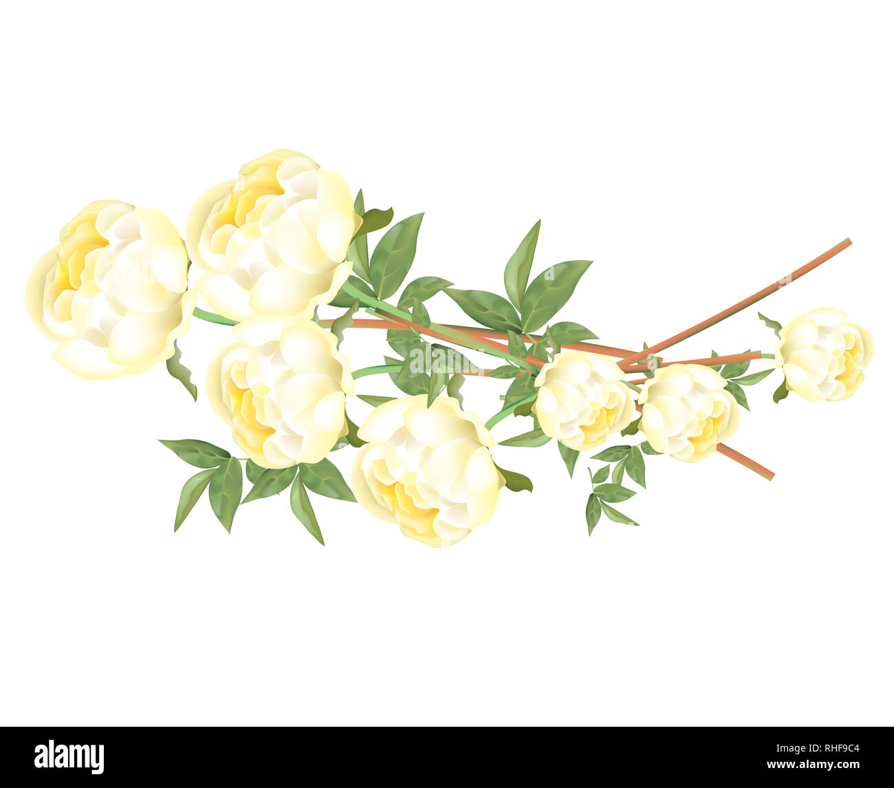 Belles pivoines jaune vif sur fond blanc Banque D'Images