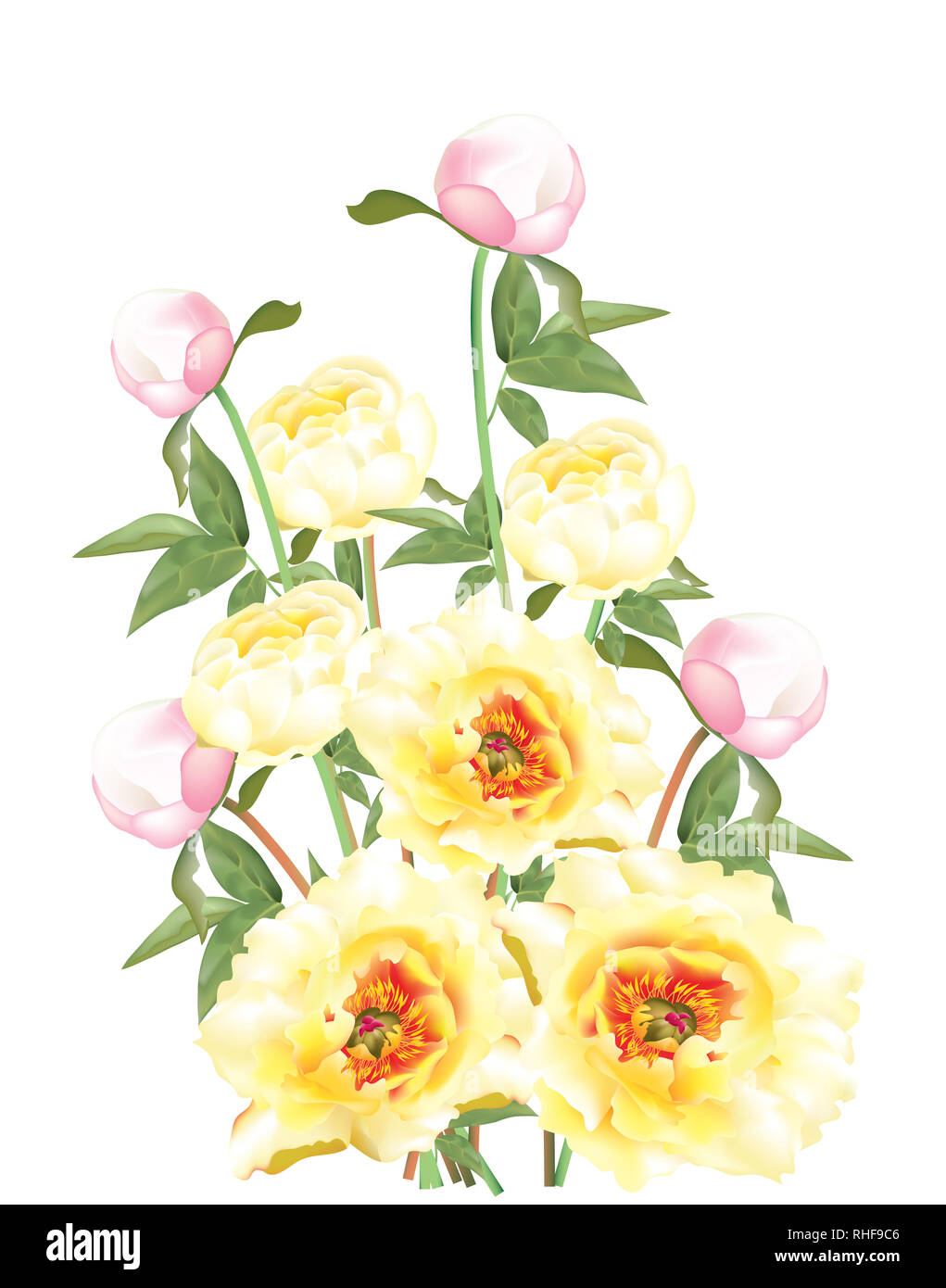 Belles pivoines jaune vif sur fond blanc Banque D'Images