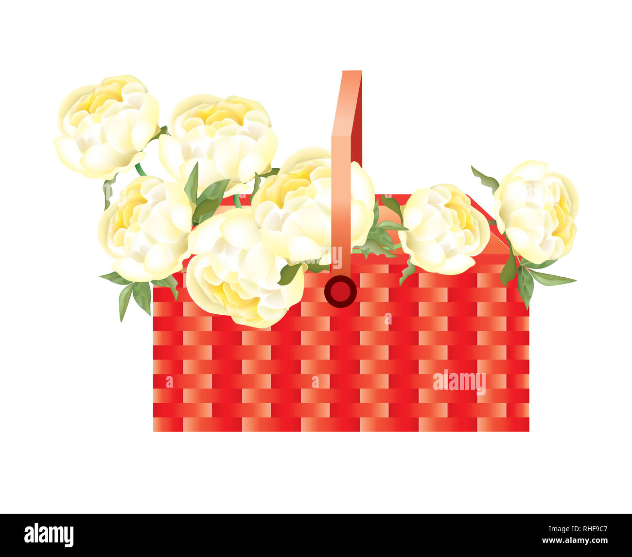 Belles pivoines jaune vif sur fond blanc Banque D'Images