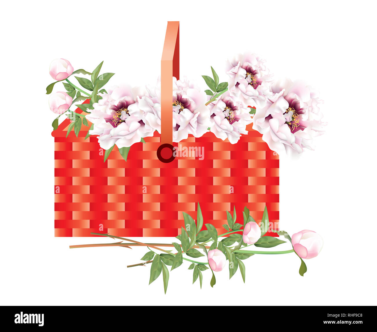 Belles pivoines jaune vif sur fond blanc Banque D'Images