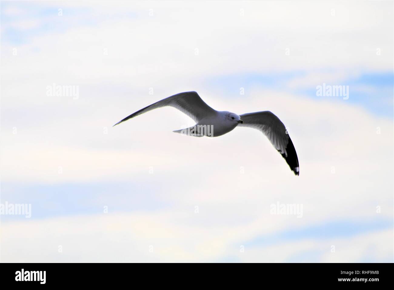 Les oiseaux sur le fleuve Colorado Banque D'Images