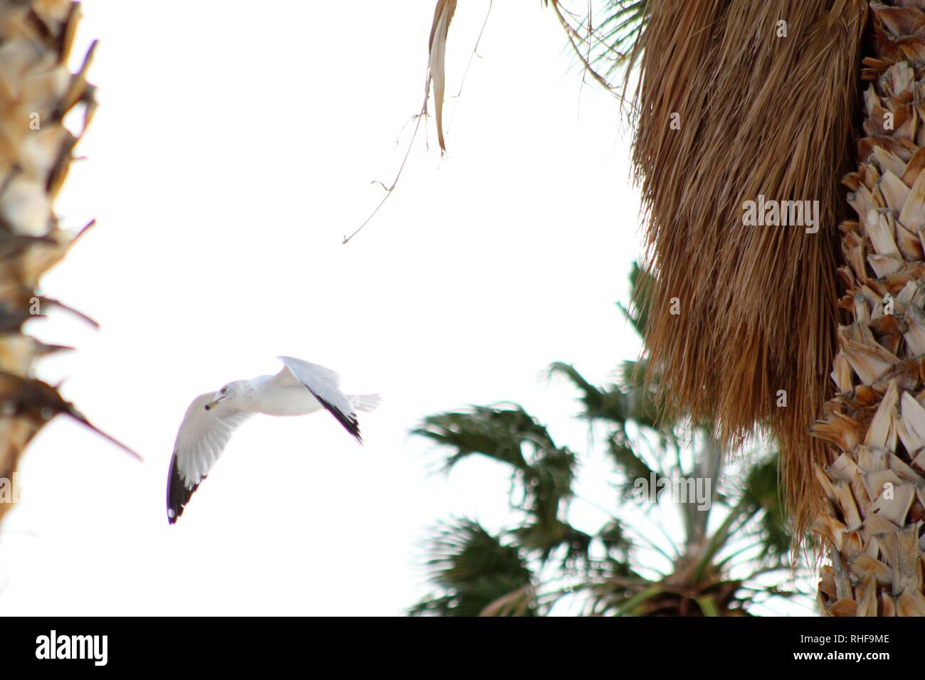 Les oiseaux sur le fleuve Colorado Banque D'Images