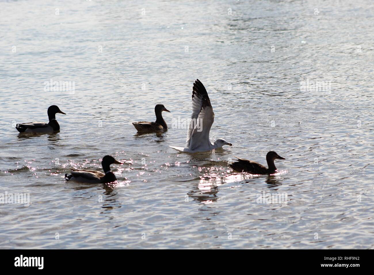 Les oiseaux sur le fleuve Colorado dominé canards Banque D'Images