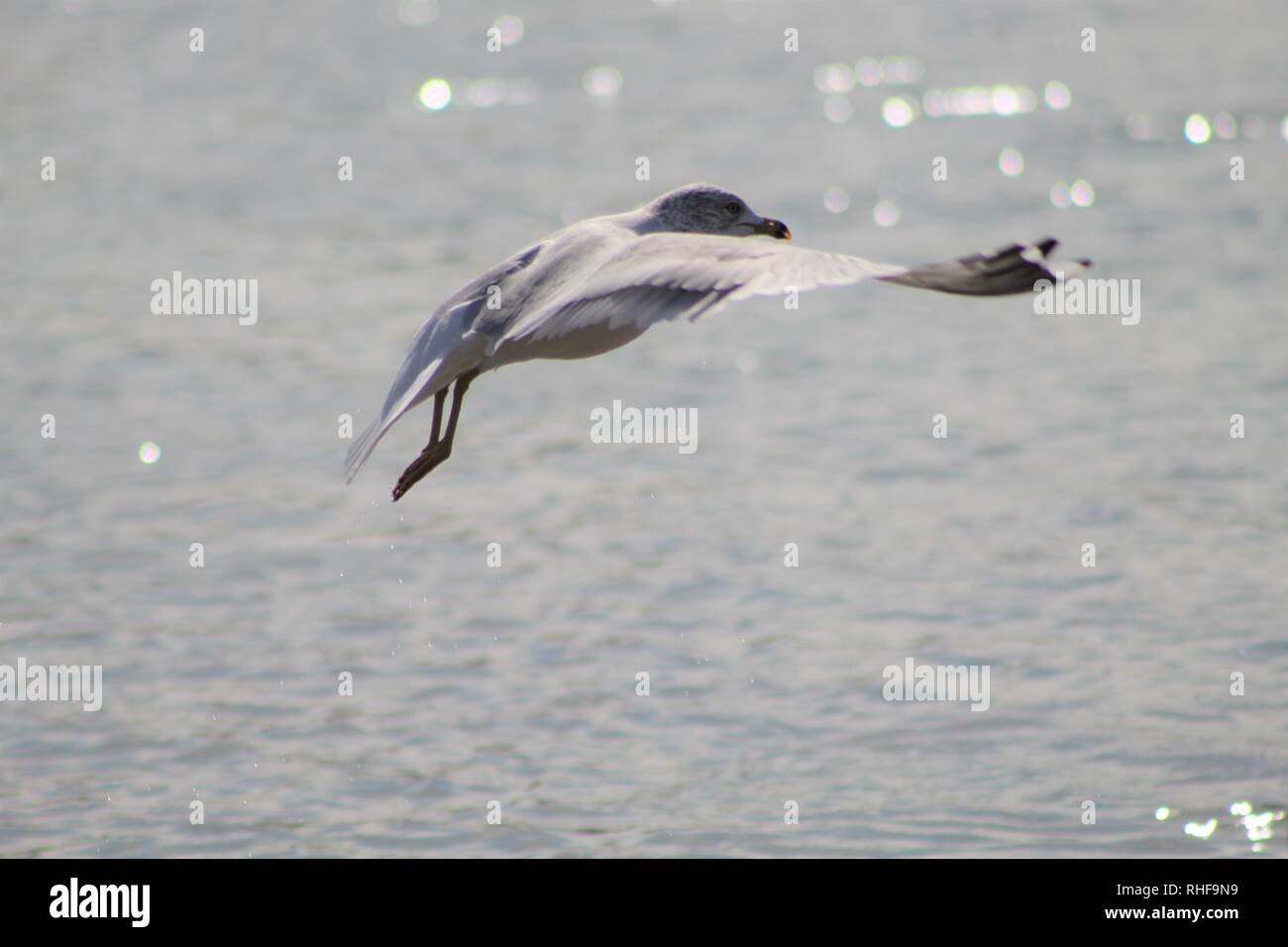 Les oiseaux sur le fleuve Colorado Banque D'Images