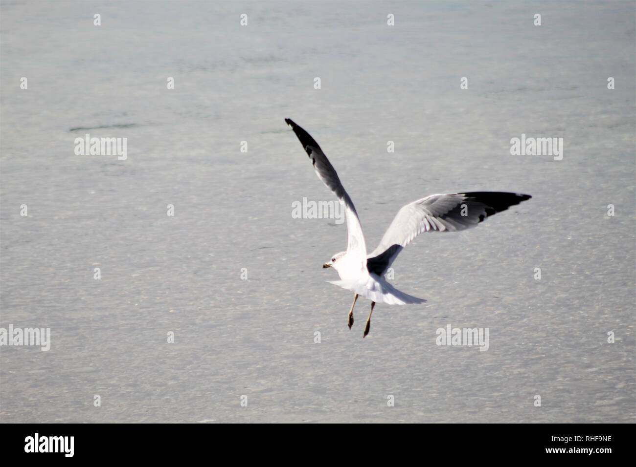 Les oiseaux sur le fleuve Colorado Banque D'Images