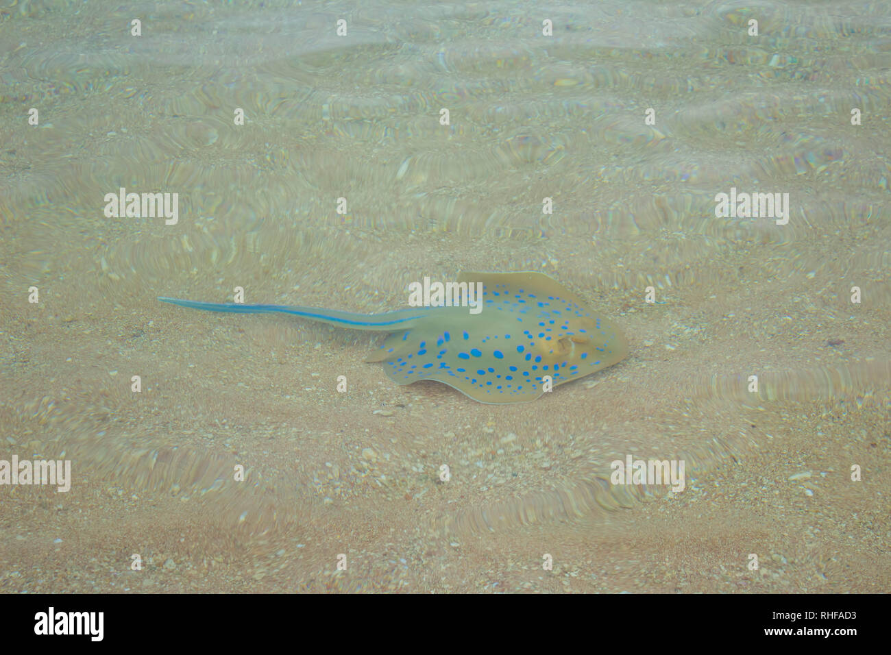 Stingray poissons nageant dans l'eau de mer peu profonde. Banque D'Images