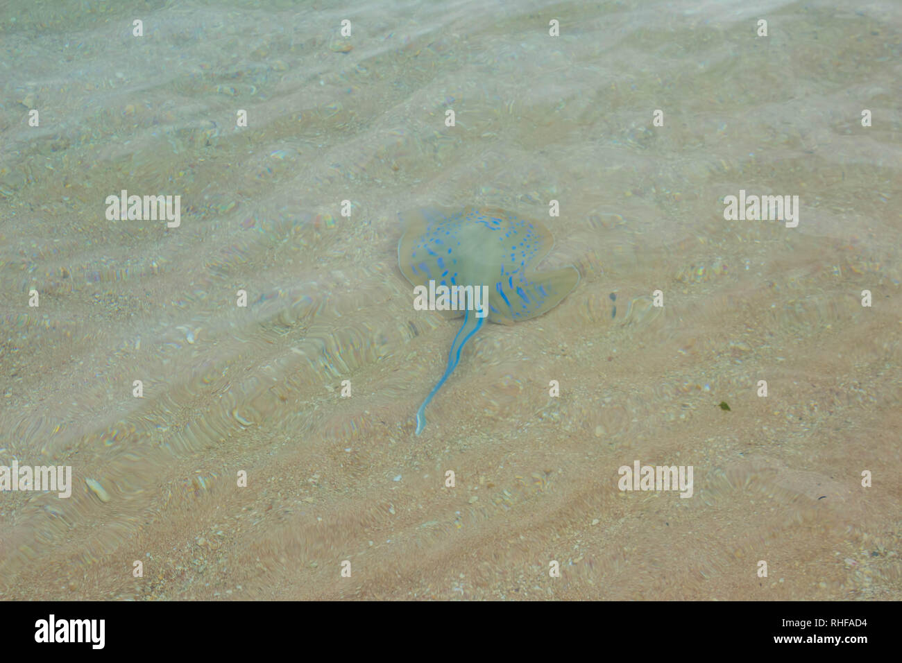 Stingray poissons nageant dans l'eau de mer peu profonde. Banque D'Images