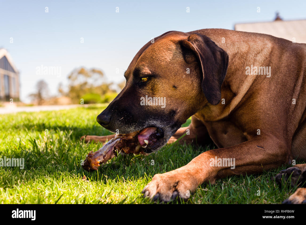 Chien Avec Un Os Photos Chien Avec Un Os Images Alamy