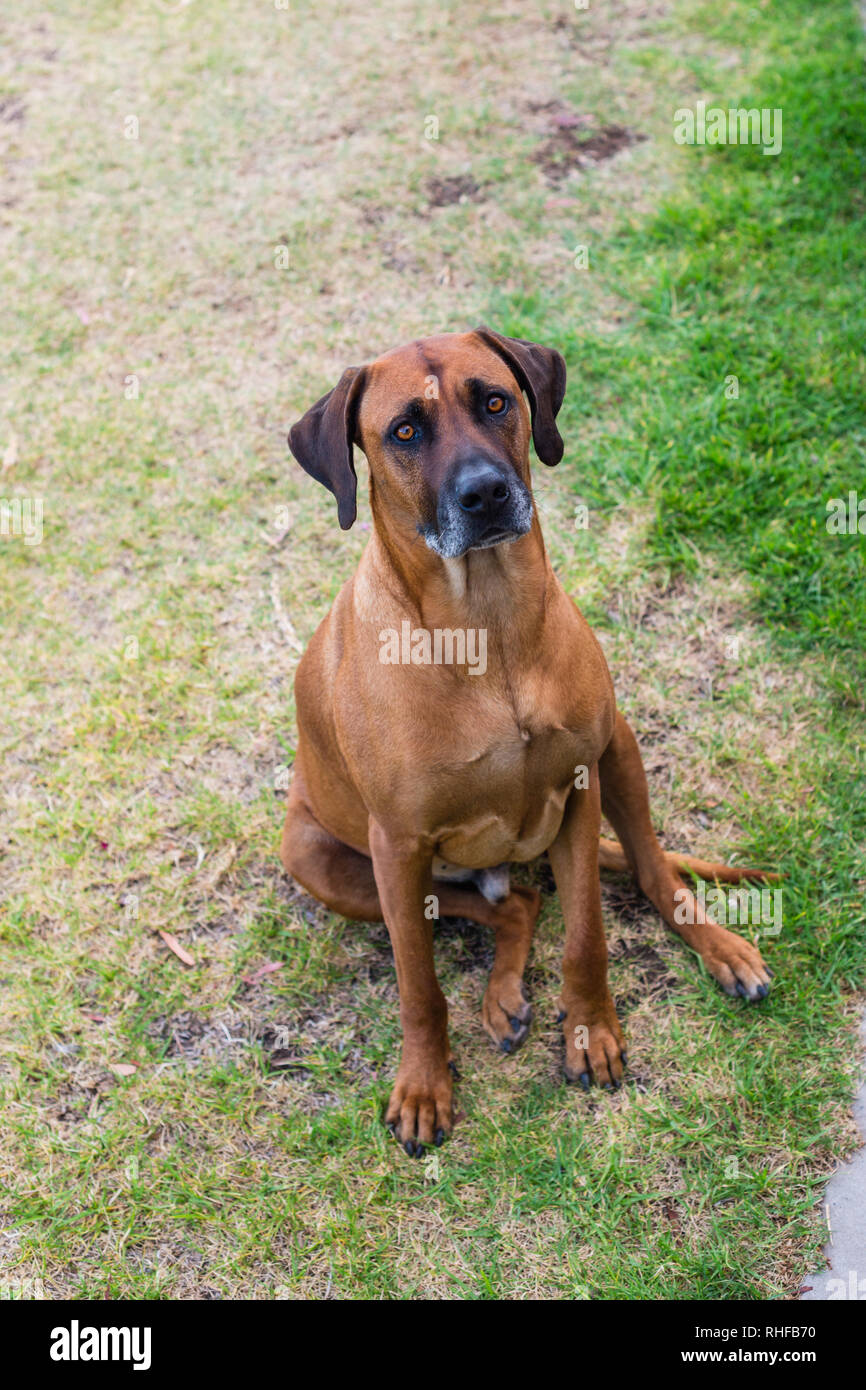 Le Rhodesian Ridgeback assis sur la pelouse Banque D'Images