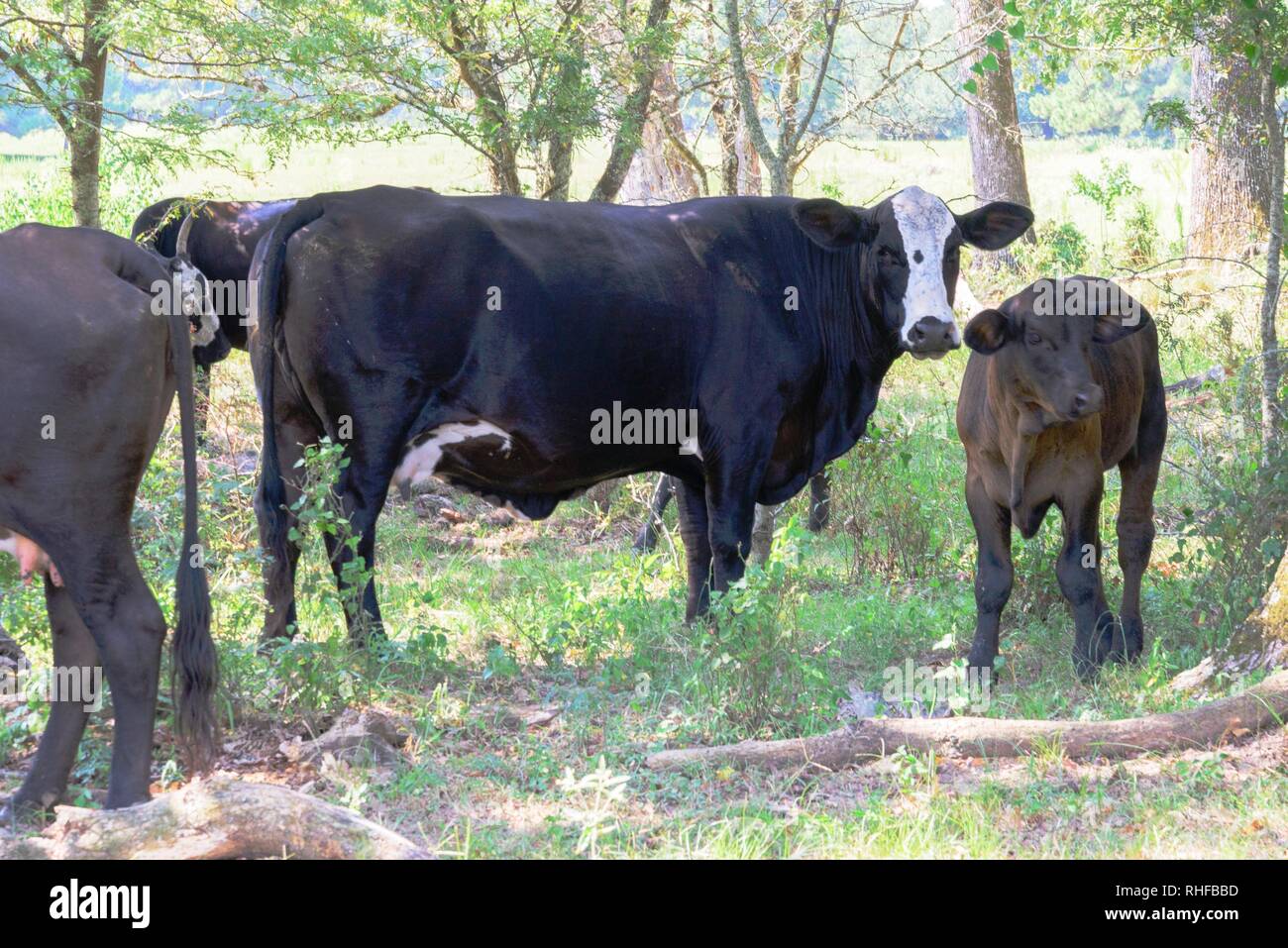 Vaches Noires en itinérance sur un ranch d'herbages et d'arbres Banque D'Images