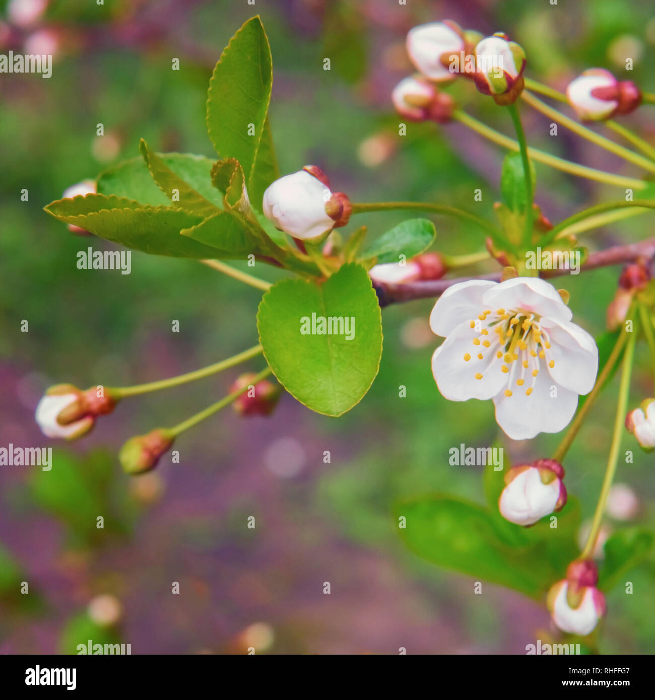 Square image de Cherry Tree branch avec de jeunes feuilles, fraîchement ouvert délicat de fleurs blanches et de bourgeons. Focus sélectif. Jardin en fleurs flou à la ba Banque D'Images