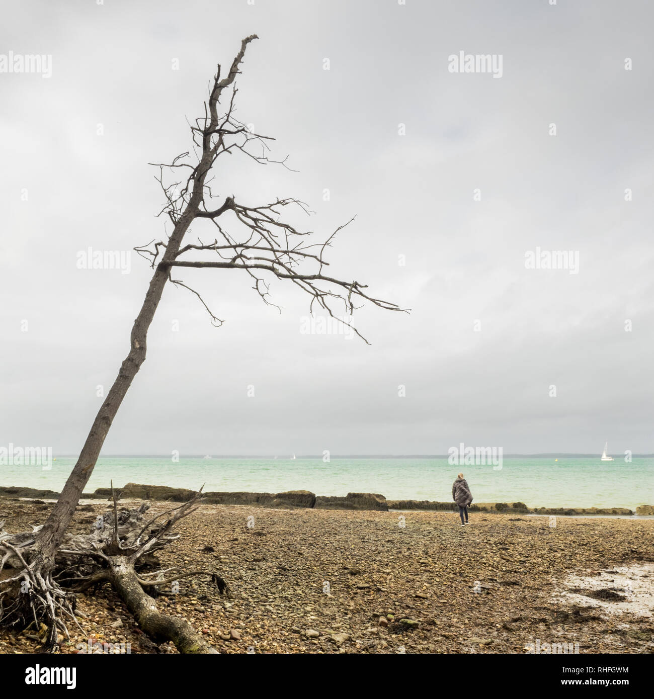 Une femme femme dame marche loin de caméra sur le bord de la côte de galets avec l'érosion côtière sur Solent shores avec déraciné des arbres couchés sur la plage Banque D'Images