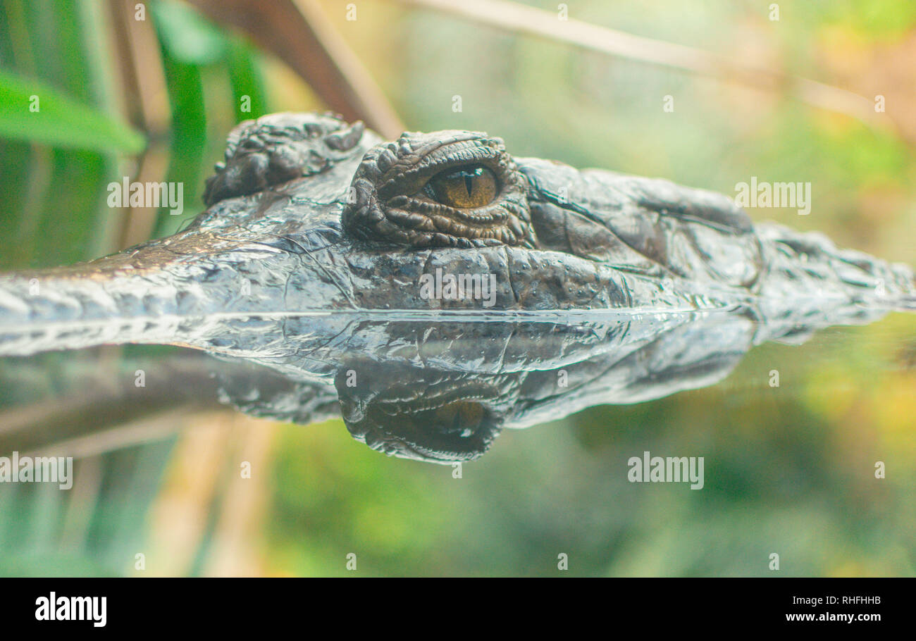 Beau portrait de crocodile à la réflexion. Portraits de la faune Banque D'Images